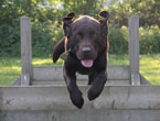 Agility