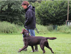 Hundeschule
